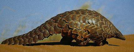 reptiles Status: Vulnerable Pangolin or Scaly Anteater Covered in unmistakable hard scales Eats mainly ants and some termites Nocturnal, solitary