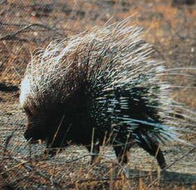 fences and get killed, susceptible to insecticides African Porcupine Unmistakable Largest rodent in Africa 25 kg Quills are not barbed and cannot