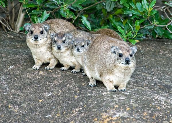Rock Hyrax or Rock Dassie Not a rodent Distantly related to elephants Incisors are tusks Antibodies are similar Internal testicles Leg/foot structure similar Used to be the dominant grazer on the