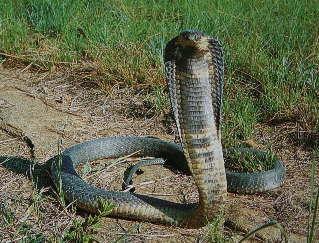 Consequently, the correct term for dangerous snakes, scorpions and spiders is venomous NOT poisonous.