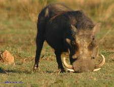 Buffalo: Buffalo Bull Buffalo Cow