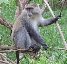 Lesser Galago/Bushbaby: Samango Monkey