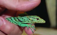 242). Cosmopolitan House Geckos (Hemidactylus mabouia) are human commensals that have become