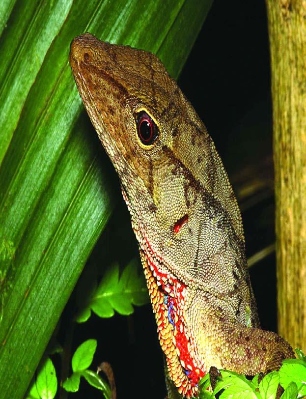 Anolis (Norops) johnmeyeri is a large anole found in Cusuco National Park, Honduras, that is unusual among anoles in that both males and females have large dewlaps with a blue central spot; females,