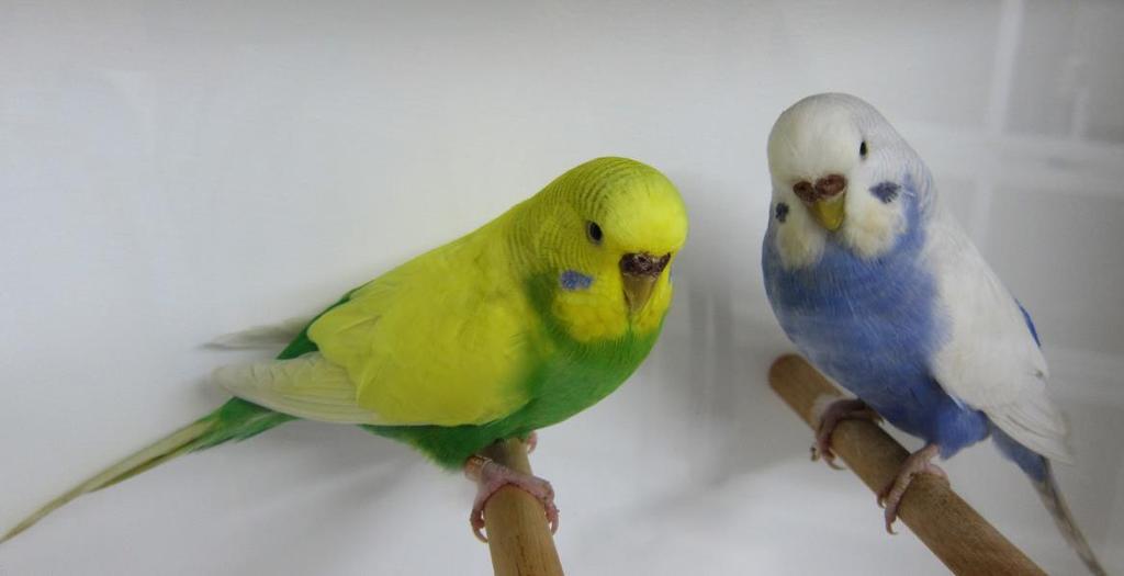 HOW TO BREED THE CLEARWING BUDGERIGAR. Photo of superb heritage clearwings a dark green and a violet. The original (Australian Heritage) Clearwings are breathtakingly beautiful budgerigars.