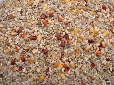 This top mixture consists of 4 types of maize and the perfect combination of fats that your pigeon needs.