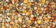 24 Breeding red french Cribbs maize This mixture contains a high level of legumes to
