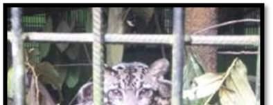 Clouded leopard: Indoor or outdoor enclosoures can