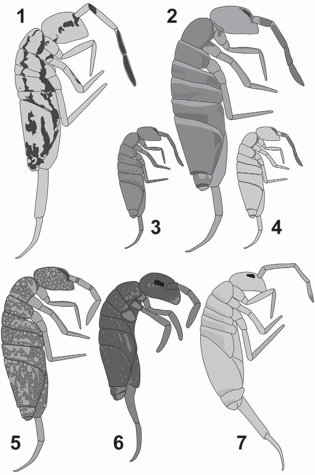 1556 Florida Entomologist 97(4) December 2014 Figs. 1-7. Color patterns of the species considered in this paper.