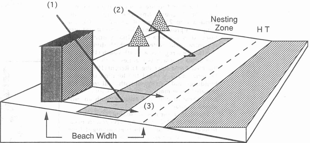 M. SALMON ET AL. Ocean Depth Profile FIG. 2. View of the beach showing the variables measured in this study. The nesting zone spans the region between the highest and lowest nests on the beach.