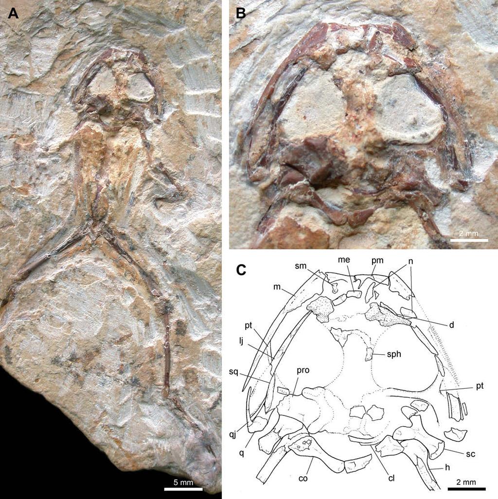 A.M. Báez et al. / Cretaceous Research 30 (2009) 829 846 839 Fig. 5. Cratia gracilis n.gen et sp., holotype (MPSC-Am 891). A, general view of the specimen.