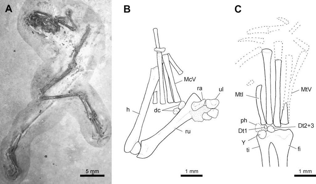 A.M. Báez et al. / Cretaceous Research 30 (2009) 829 846 841 Fig. 6. Pipoidea? (MPSC-Am 892). A, general view of the specimen. B, interpretive drawing of the left forelimb.
