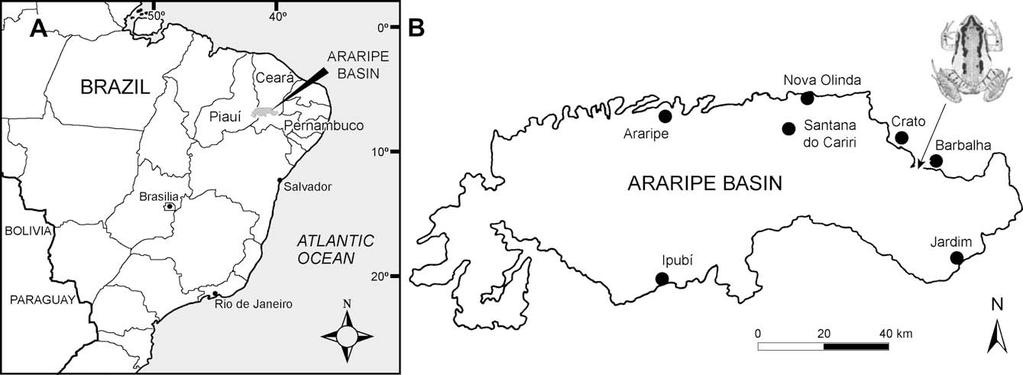 830 A.M. Báez et al. / Cretaceous Research 30 (2009) 829 846 (2006).