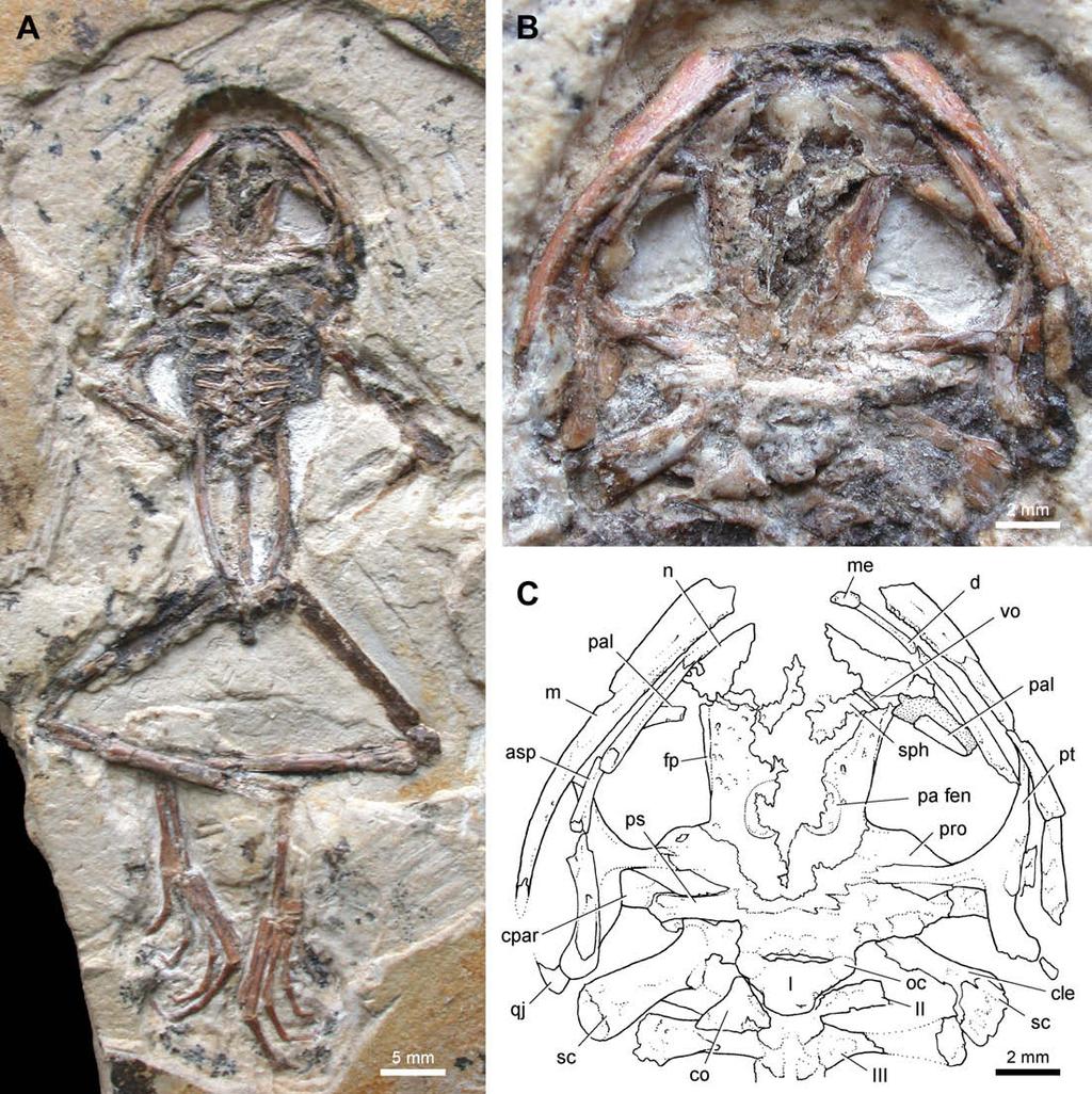 832 A.M. Báez et al. / Cretaceous Research 30 (2009) 829 846 Fig. 2. Arariphrynus placidoi Leal and Brito, holotype (MPSC-Am 893). A, general view of the specimen.