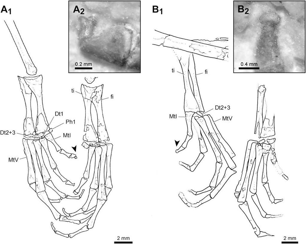 834 A.M. Báez et al. / Cretaceous Research 30 (2009) 829 846 Fig. 3. Comparison of the pedes of Eurycephalella alcinae n. gen et sp. and Arariphrynus placidoi Leal and Brito. A, E.