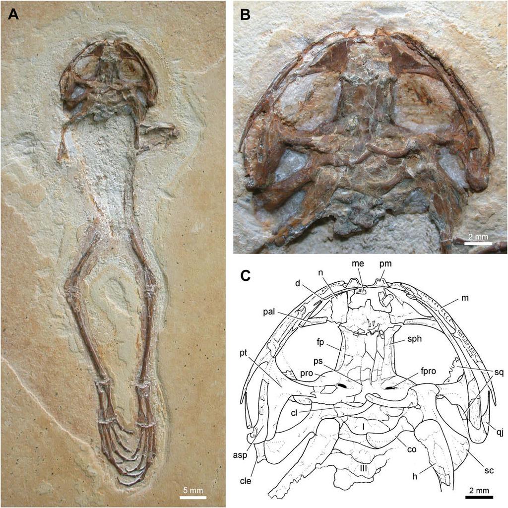 836 A.M. Báez et al. / Cretaceous Research 30 (2009) 829 846 Fig. 4. Eurycephalella alcinae n. gen. et sp., holotype (MPSC-Am 890). A, general view of the specimen.