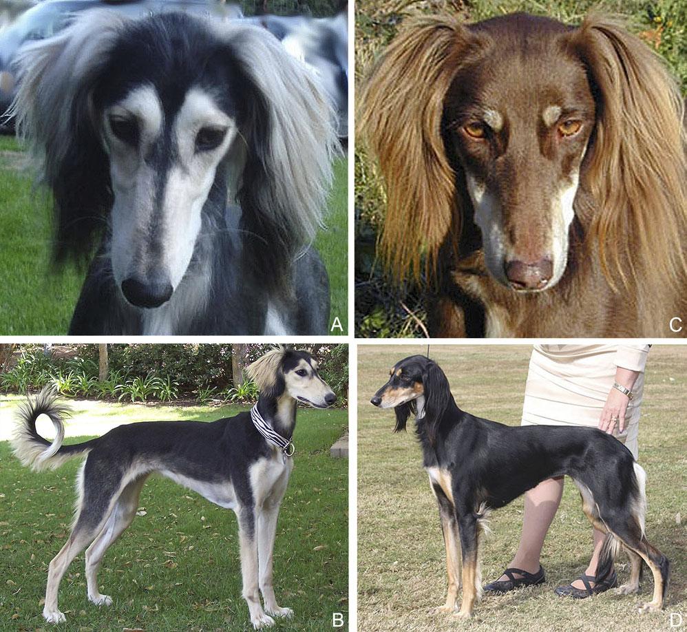 Journal of Heredity 2010:101(5) Figure 1. Photos of Salukis representing the grizzle phenotype (A and B) and the eumelanin-and-tan in both the brown-and-tan (C) and black-and-tan (D) variations.
