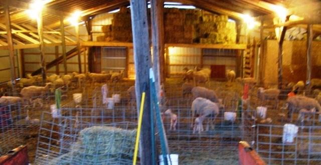 Chris Kaeb CAK Polypays Buckley, IL I live with my wife and children on a grain farm in east central Illinois. We have been raising sheep since 2005 and Polypays in particular since 2006.