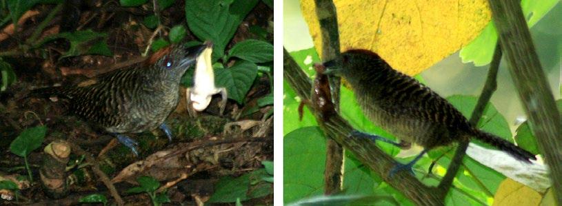 NATURE NOTES Amphibia: Anura Incilius luetkenii, Smilisca sordida, and Lithobates forreri. Predation by birds.