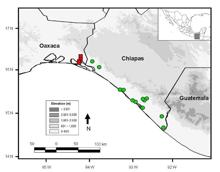 Miscellaneous Notes As a consequence, in September of 2012 we conducted nocturnal surveys in freshwater lagoons in the vicinity of San Pedro Tapanatepec and Chahuites, both in Oaxaca and located 7 12