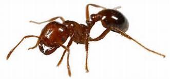 physical description of an ant Ants have a lot of body parts called antennas, head, chest, abomen, eyes, mandible, maxilla, legs, feet, and a stomach.