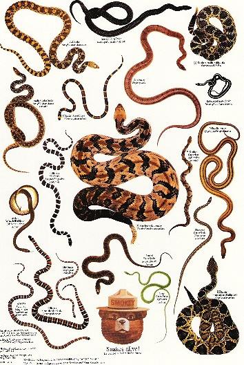 Physical description of a snake Snakes lay 10-100 eggs a time. Snakes have pour eye sight so they use smell and feel to get around.
