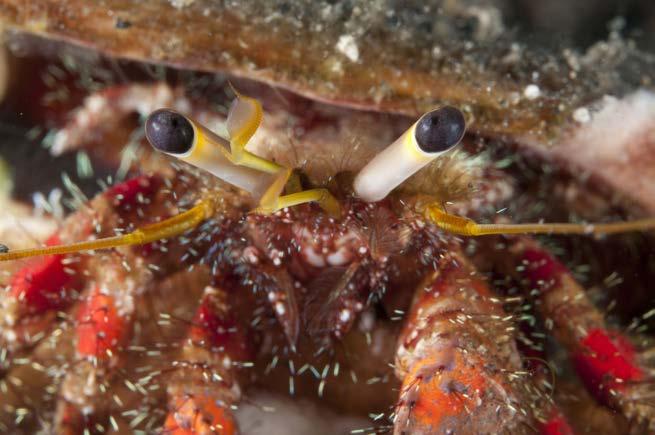 Though crab and chameleon eyes look different, they help each animal in similar ways.