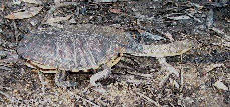 Freshwater Turtles in the Central West Care and Handling supplementary notes by Len and