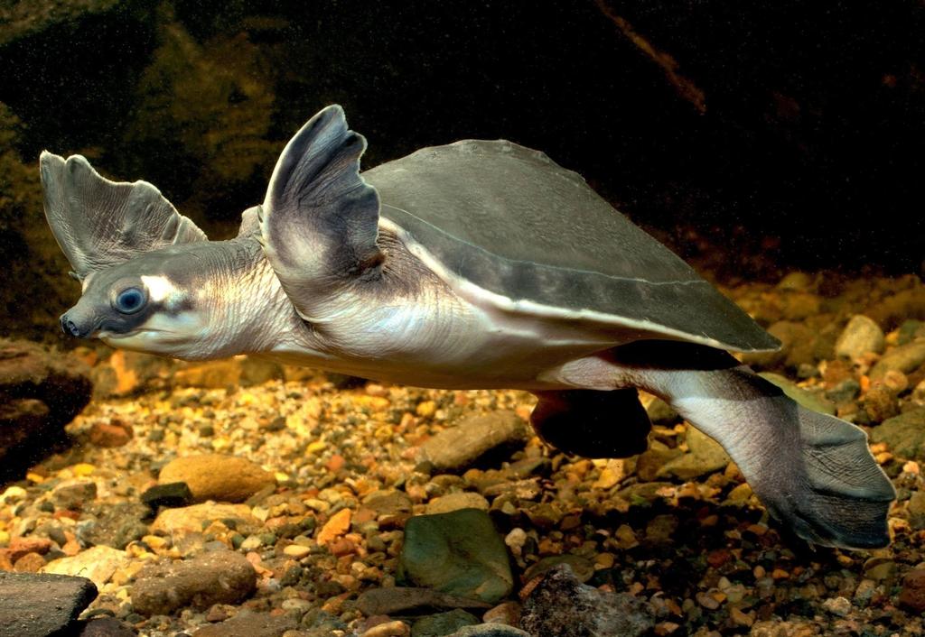 Pig-nosed Turtle Carettochelys insculpta Family: