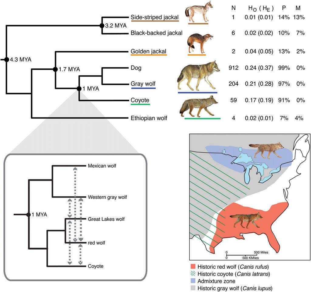 Genome-wide analysis of enigmatic wolf-like canids Figure 1. Genetic variation of wolf-like canids in the 48K SNP data set.