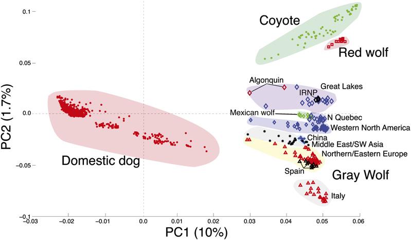 Genome-wide analysis of enigmatic wolf-like canids Figure 3. Principal component analysis of all wolf-like canids for the 48K SNP data set (IRNP, Isle Royale National Park).