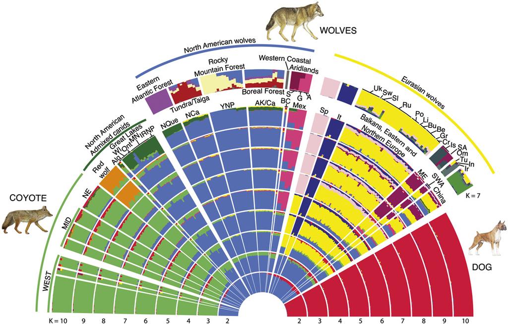 Third, groupings in the New World, such as Mexican, Great Lakes, Northern Quebec, and Western North America wolves appear distinct from wolves elsewhere (Fig. 3; Supplemental Fig. S2A C).