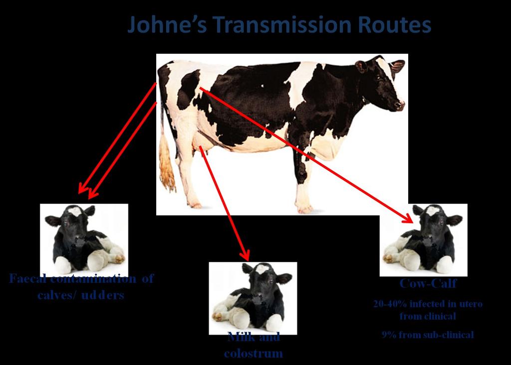 What is Johne s Disease? Johne s disease (JD), also known as paratuberculosis, is a chronic infectious intestinal disease caused by Mycobacterium avium subspecies paratuberculosis (Map).