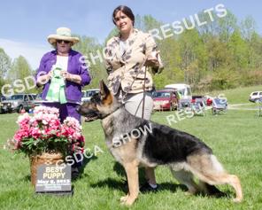 Owner(s): Anya Vasilis Dobratz And Leslie Dancosse, Pittsburgh, PA 15218. 9 n/e 4 th MAJA'S MAVERICK. DN34427702. 5/9/2012. Dog.