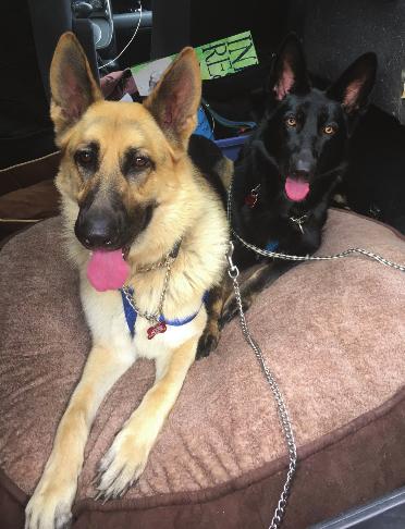 By Heather Hines Happy Endings: Dano and Bella In early July we were contacted about two terrified German Shepherds whose owner had committed suicide.