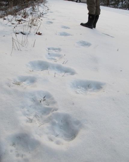 Habitat Black bear tracks in snow. Black bears inhabit temperate boreal forests, preferring a combination of dense forest cover, clearings, and wetlands.