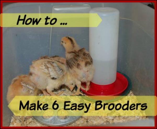 6 Easy Brooder Ideas 6 Easy Brooder Ideas When you first bring your new chicks home, or hatch out some eggs, you will need a place that the babies can call home.