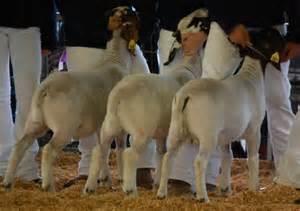 JUNIOR MARKET GOAT See SCHEDULE LIVESTOCK 1. Entry fee of $30.00 per entry is due. 2. All animals to be wethers or open does 3. All animals to be sifted for health. 4.