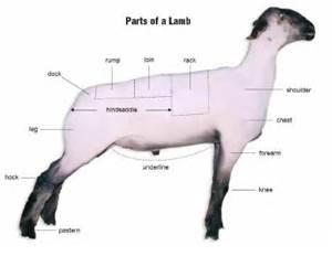 JUNIOR MARKET SHEEP Division 530: 4-H/Grange/Independent Single Market Lamb Class 1: Purebred Hampshire* Class 2: Purebred Suffolk* Class 3: All Other Purebreds and Natural Color* Class 4: All