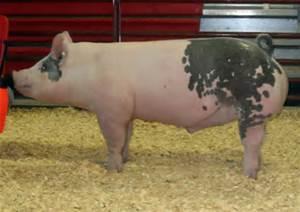 JUNIOR MARKET SWINE See SCHEDULE LIVESTOCK 1. Entry fee of $30.00 per entry is due. 2. Animals shall have feet trimmed. Excessive hoof length shall be grounds for disqualification. 3.
