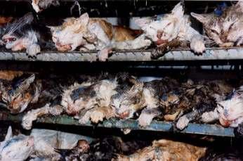 Cat dissection affects millions of cats worldwide who are cruelly killed for educational purposes.