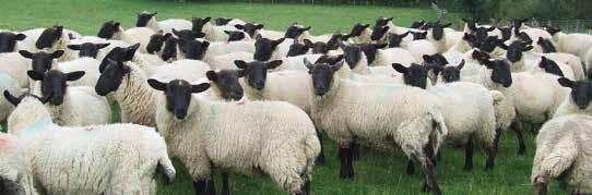 Avoid practices that select for resistant worms When sheep are correctly treated with anthelmintics, the only worms surviving the treatment will be resistant to the chemical group that was used.