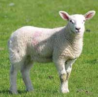 The benefits of parasitic worm control Worm control is vital for good growth rates and profitable sheep systems.
