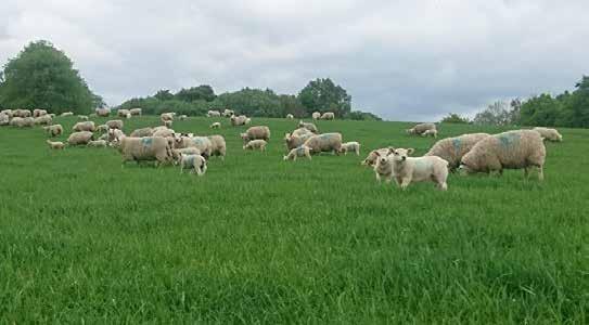 Reducing anthelmintic use in ewes Case study 1 Andrew Baillie Fit, healthy, mature sheep have good immunity to most species of worms, so the need to treat adult sheep is limited.
