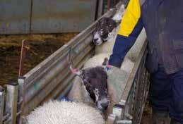 The key to knowing whether a ewe needs to be treated is her body condition.