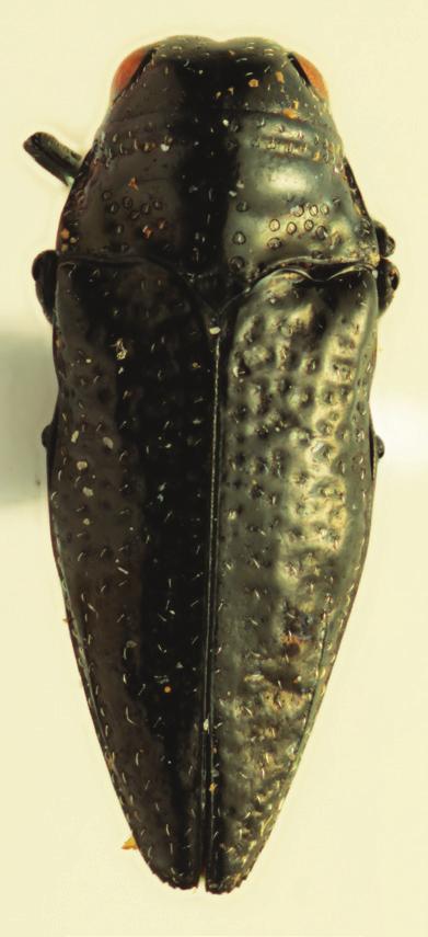 snizeki sp. nov. HT, female, 4.6 mm; 5- T. bourdaensis sp. nov. HT male, 2.8 mm; 6- T.
