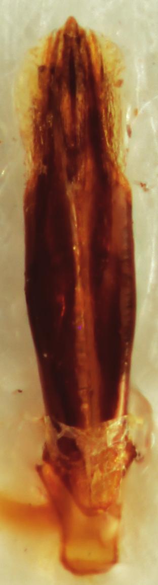 purpureipennis Waterhouse, 1889 and T. alutaceicollis Obenberger, 1934. Male genitalia is the most significant character for distinguishing T.