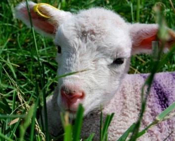 LOW INPUT LAMBING & KIDDING: Managing Lambing and Kidding Efficiently Without Sacrificing Animal