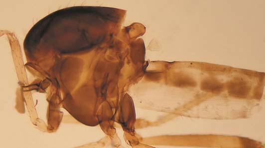 Order Diptera, family Ceratopogonidae 645 Plates 1 2. Allohelea vespertilio nov. spec., male.