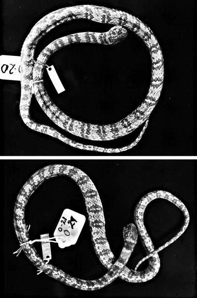 Dipsas oreas Complex in Ecuador and Peru Cadle 83 Figure 5. Dipsas ellipsifera (Boulenger). Dorsal views of representative adult specimens from Pimampiro, Ecuador. Top: UMMZ 83697 (386 mm SVL).